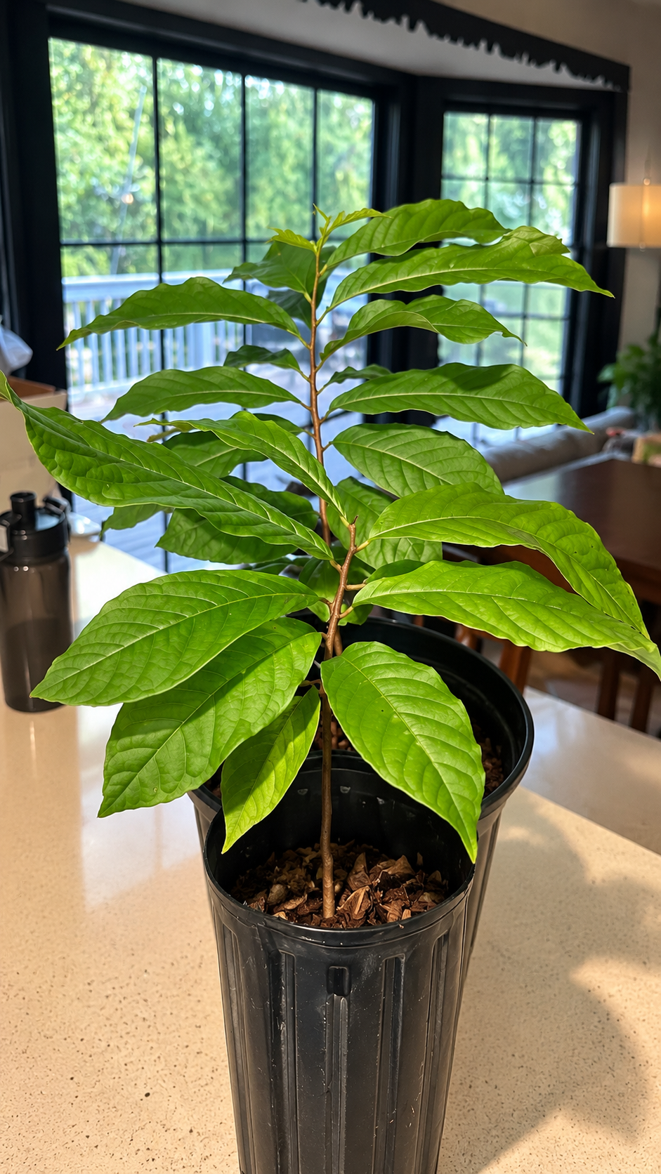 1 1/2 Year Old Pawpaw Sapling: Native Fruit Tree, Free Seeds Included , Pawpaw tree