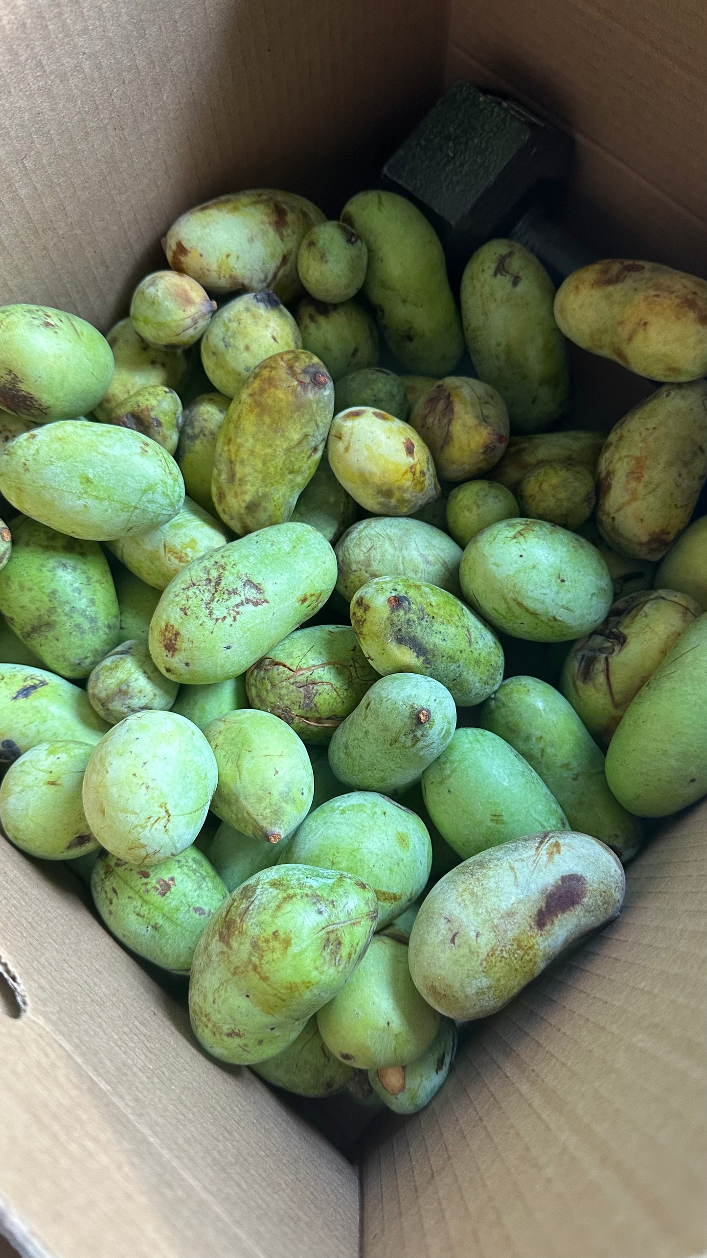 Sweet Paw Paw Seeds for Limited time