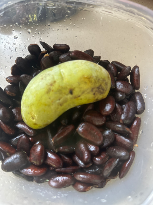 Sweet Paw Paw Seeds for Limited time