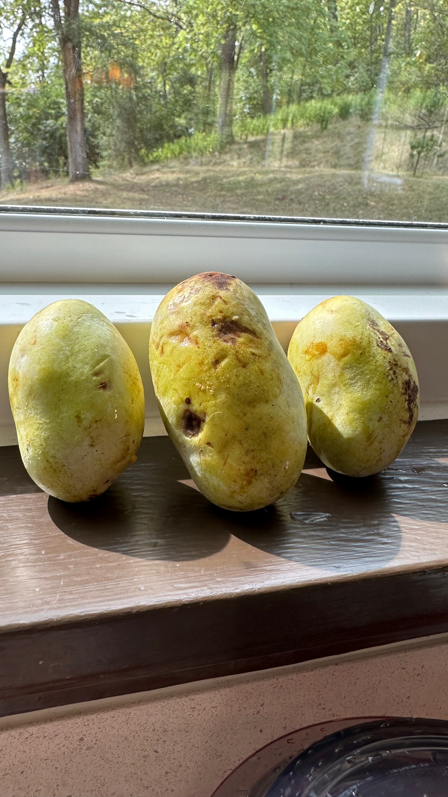 Sweet Paw Paw Seeds for Limited time